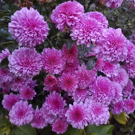 Kronos 3* 플라타모나스