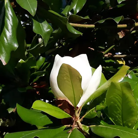 Kronos بلاتامونيس